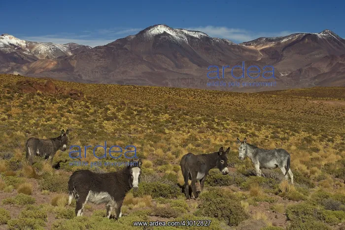 : Wild Ass Atacama Chile : Wild Ass Atacama Chile