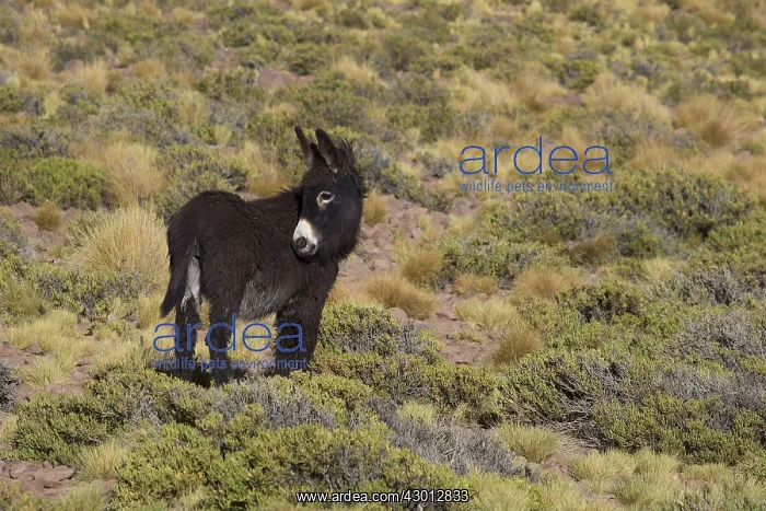: Wild Ass Atacama Chile : Wild Ass Atacama Chile