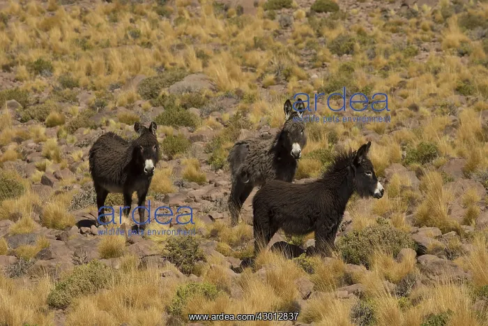 : Wild Ass Atacama Chile : Wild Ass Atacama Chile