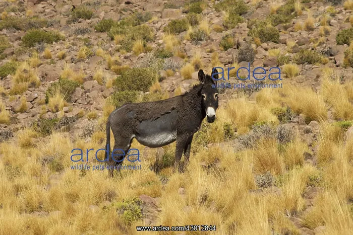 : Wild Ass Atacama Chile : Wild Ass Atacama Chile