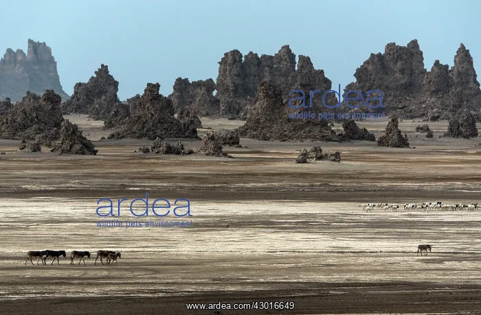  : Wild Asses roaming across the desert