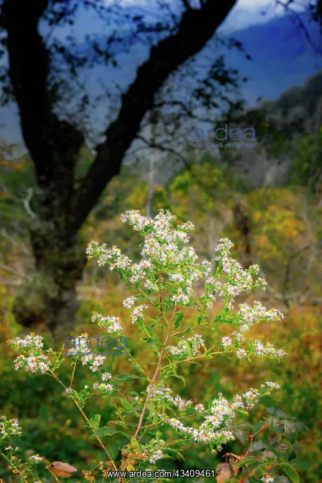 : Wild asters, Blue Ridge Parkway, Smoky Mountains, USA : Wild asters, Blue Ridge Parkway, Smoky Mountains, USA