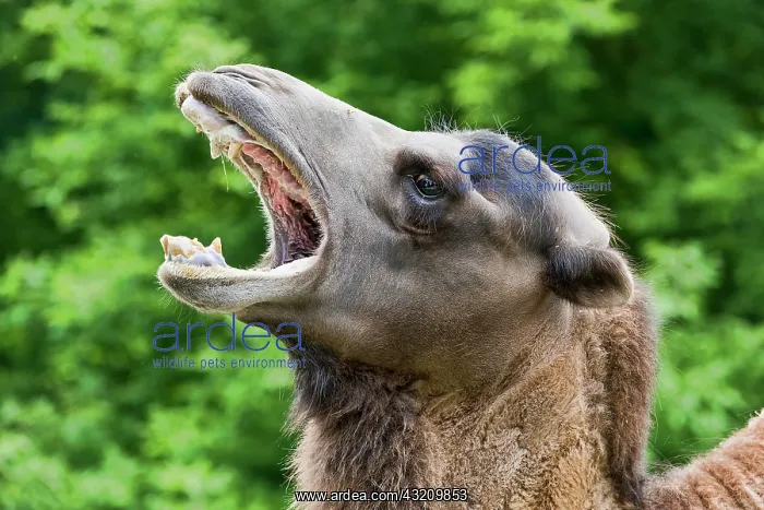  : Wild Bactrian camel with open mouth, captive