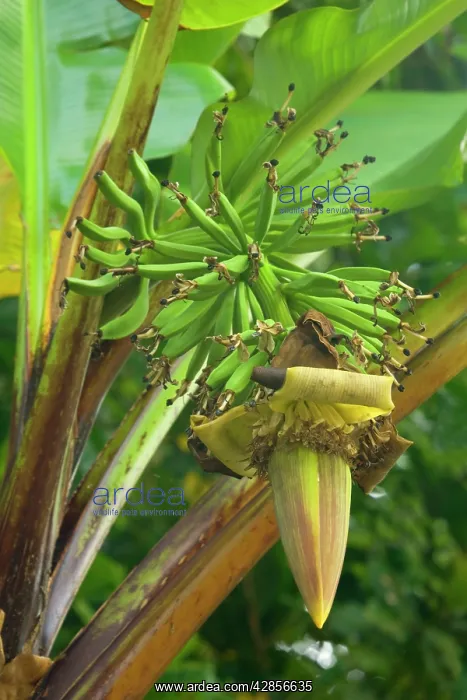 : Wild Banana - flowering stalk with immature green : Wild Banana - flowering stalk with immature green