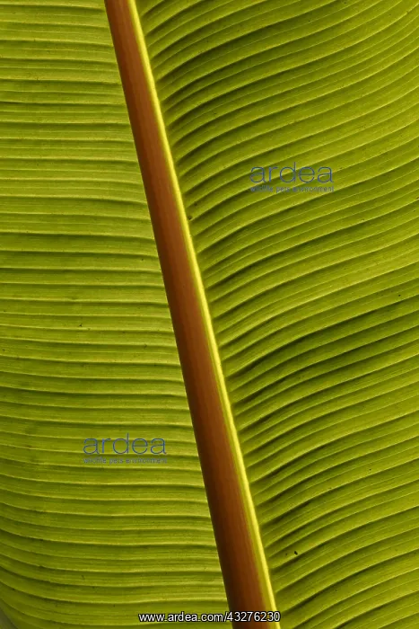: Wild banana leaf, Musa, spp. Saiwa swamp national : Wild banana leaf, Musa, spp. Saiwa swamp national