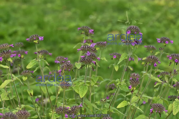 : Wild Basil (Clinopodium vulgare). Allindelille Fredskov : Wild Basil (Clinopodium vulgare). Allindelille Fredskov