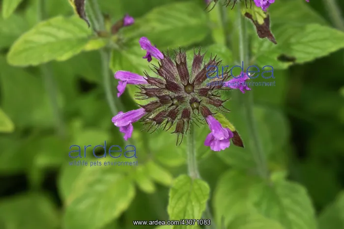 : Wild Basil (Clinopodium vulgare). Allindelille Fredskov : Wild Basil (Clinopodium vulgare). Allindelille Fredskov