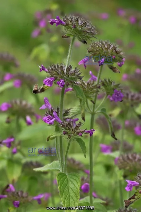 : Wild Basil (Clinopodium vulgare). Allindelille Fredskov : Wild Basil (Clinopodium vulgare). Allindelille Fredskov