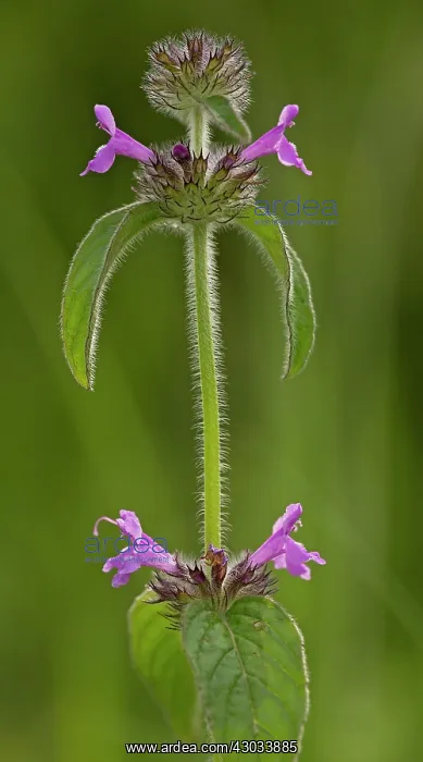 : Wild Basil in flower on chalk downland : Wild Basil in flower on chalk downland