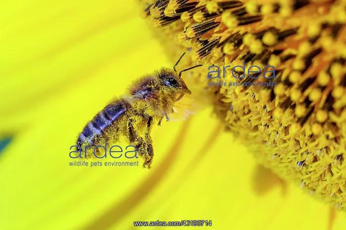 : Wild bee pollinating sunflower flowers, Bugey, France : Wild bee pollinating sunflower flowers, Bugey, France