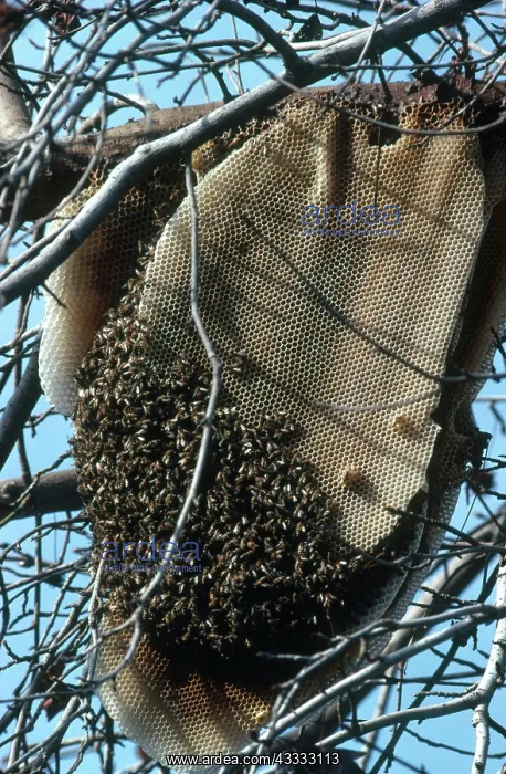 : Wild Beehive : Wild Beehive