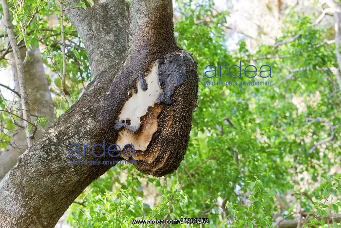 : Wild Bees. on a tree - Pantanal area - Mato Grosso - Brazil : Wild Bees. on a tree - Pantanal area - Mato Grosso - Brazil