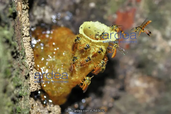 : Wild Bees - at nest : Wild Bees - at nest