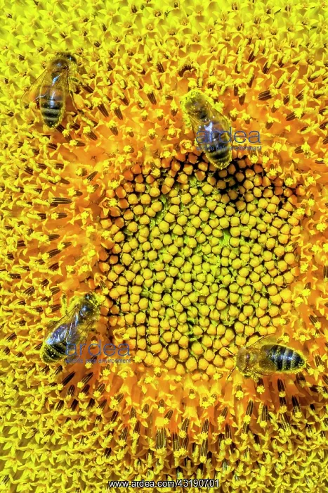: Wild bees pollinating sunflower flowers, Bugey : Wild bees pollinating sunflower flowers, Bugey
