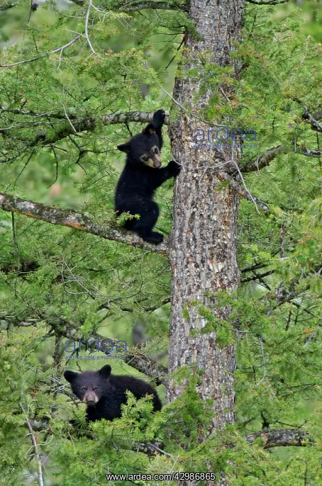 : Wild Black Bear - cubs playing safely in tree while : Wild Black Bear - cubs playing safely in tree while