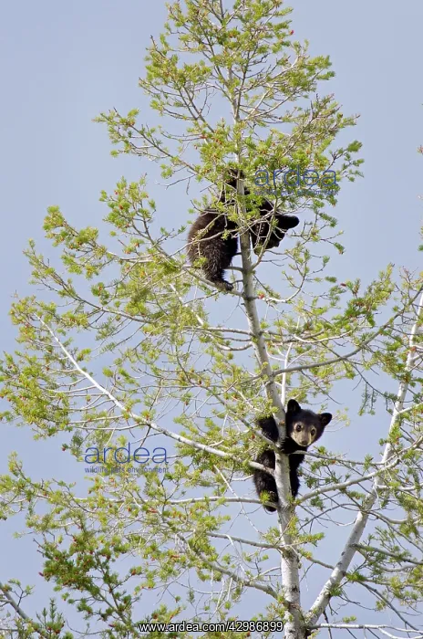 : Wild Black Bear - cubs find safety while napping : Wild Black Bear - cubs find safety while napping