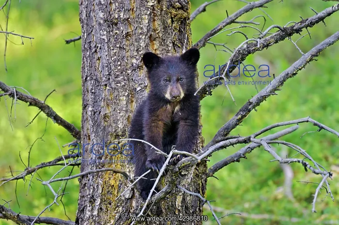 : Wild Black Bear - young cub : Wild Black Bear - young cub