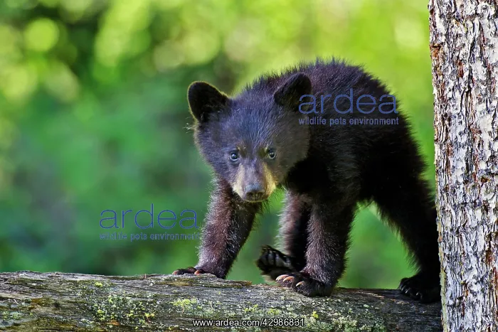 : Wild Black Bear - young cub : Wild Black Bear - young cub