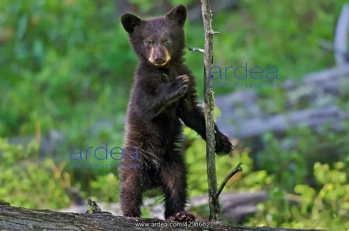 : Wild Black Bear - young cub - spring : Wild Black Bear - young cub - spring