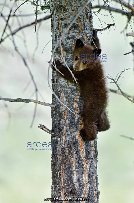 : Wild Black Bear - young cub - spring : Wild Black Bear - young cub - spring