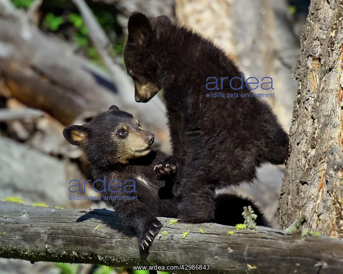 : Wild Black Bear - young cubs playing : Wild Black Bear - young cubs playing