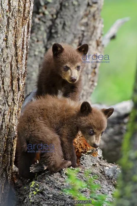 : Wild Black Bear - young cubs - spring : Wild Black Bear - young cubs - spring