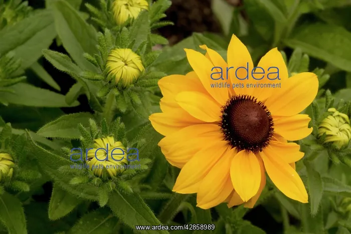 : Wild black-eyed Susan : Wild black-eyed Susan