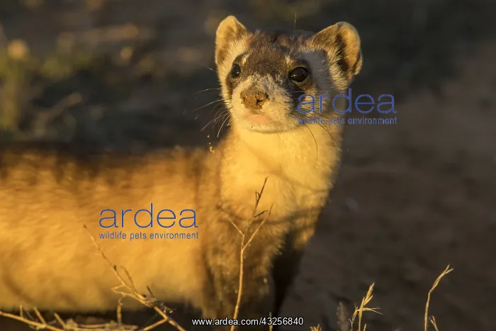 : Wild Black-footed Ferret (Mustela nigripes) at : Wild Black-footed Ferret (Mustela nigripes) at
