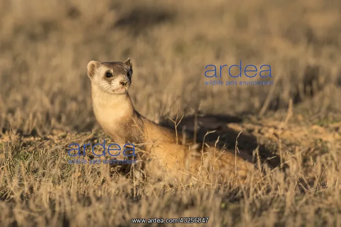 : Wild Black-footed Ferret (Mustela nigripes) at : Wild Black-footed Ferret (Mustela nigripes) at