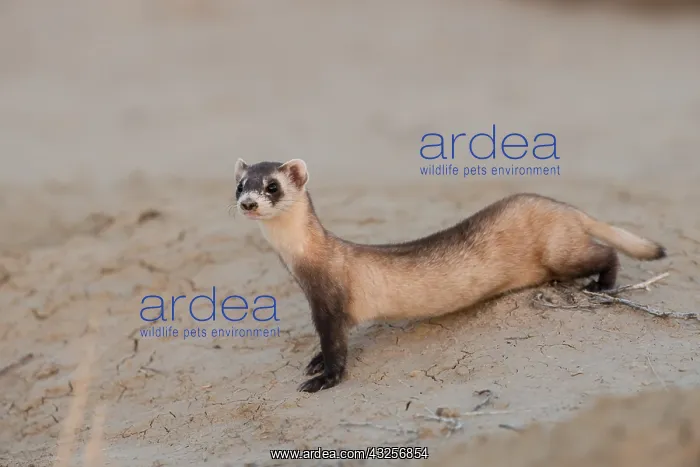 : Wild Black-footed Ferret (Mustela nigripes) at : Wild Black-footed Ferret (Mustela nigripes) at