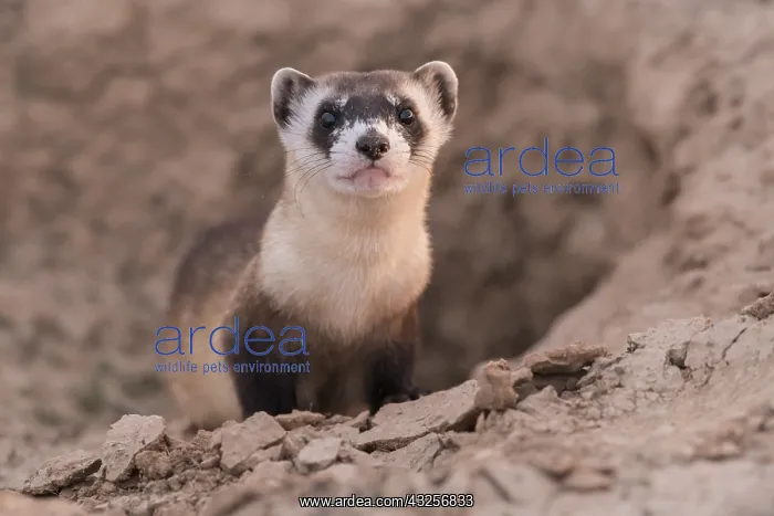 : Wild Black-footed Ferret (Mustela nigripes) loo : Wild Black-footed Ferret (Mustela nigripes) loo