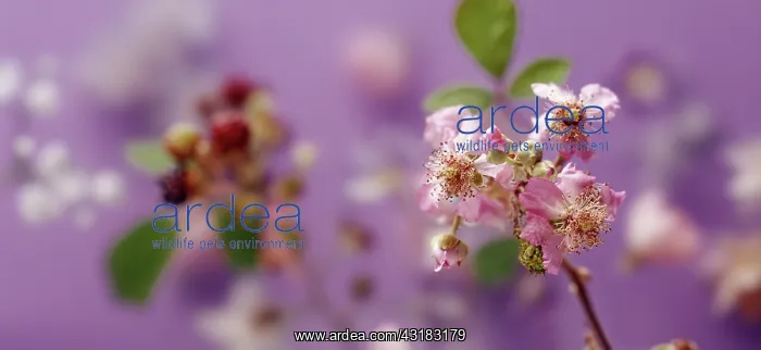 : Wild blackberry, Rubus fruticosus. A sprig of flowers : Wild blackberry, Rubus fruticosus. A sprig of flowers