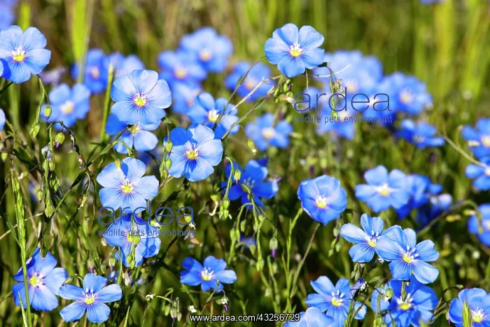 : Wild Blue Flax : Wild Blue Flax