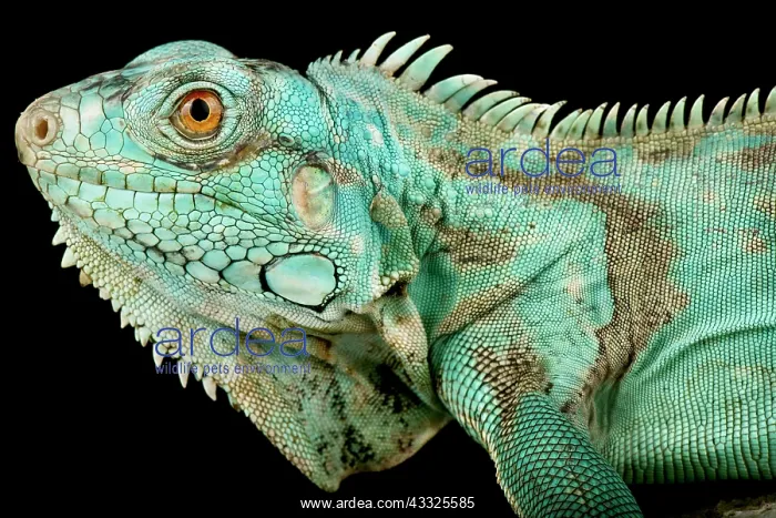 : Wild Blue Iguana (Iguana iguana) Suriname, on bl : Wild Blue Iguana (Iguana iguana) Suriname, on bl