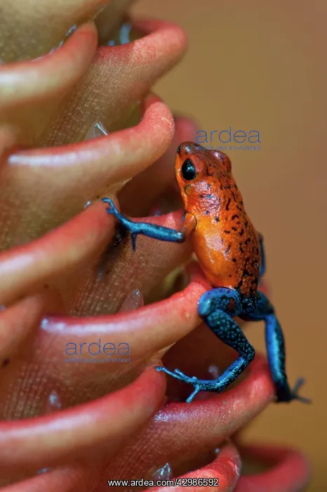 : Wild Blue-jeans Frog / Strawberry Poison Frog : Wild Blue-jeans Frog / Strawberry Poison Frog