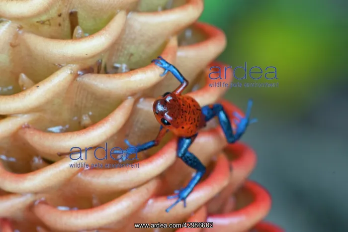 : Wild Blue-jeans Frog / Strawberry Poison Frog : Wild Blue-jeans Frog / Strawberry Poison Frog