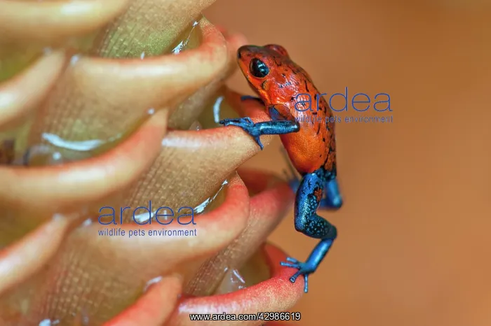 : Wild Blue-jeans Frog / Strawberry Poison Frog - : Wild Blue-jeans Frog / Strawberry Poison Frog -
