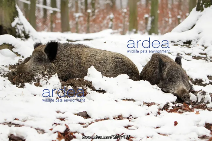 : Wild Boar - 2 animals resting in self-made nest, in snow : Wild Boar - 2 animals resting in self-made nest, in snow