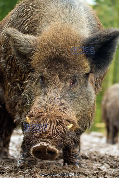  : Wild Boar. controlled conditions