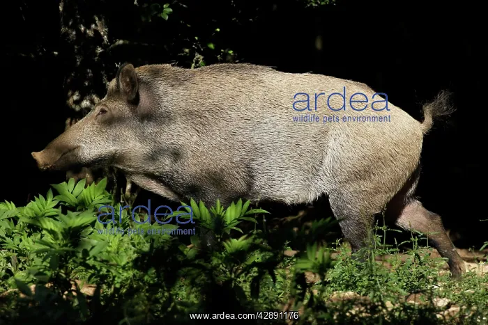 : Wild Boar. (Sus scrofa). France