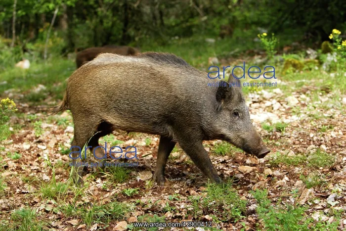  : Wild boar (Sus scrofa). France