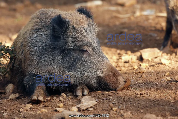  : Wild Boar. (Sus scrofa). France