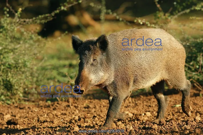  : Wild Boar. (Sus scrofa). France