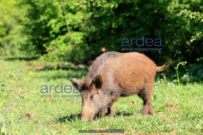 : Wild Boar. (Sus scrofa). Haute Saone - France : Wild Boar. (Sus scrofa). Haute Saone - France