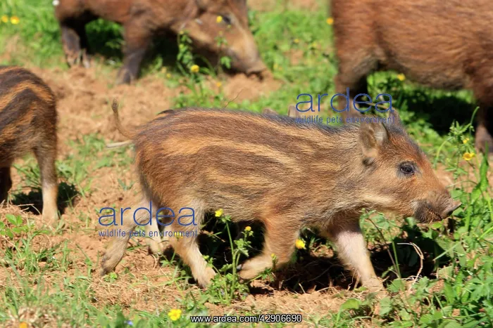 : Wild Boar. (Sus scrofa). Haute Saone - France : Wild Boar. (Sus scrofa). Haute Saone - France
