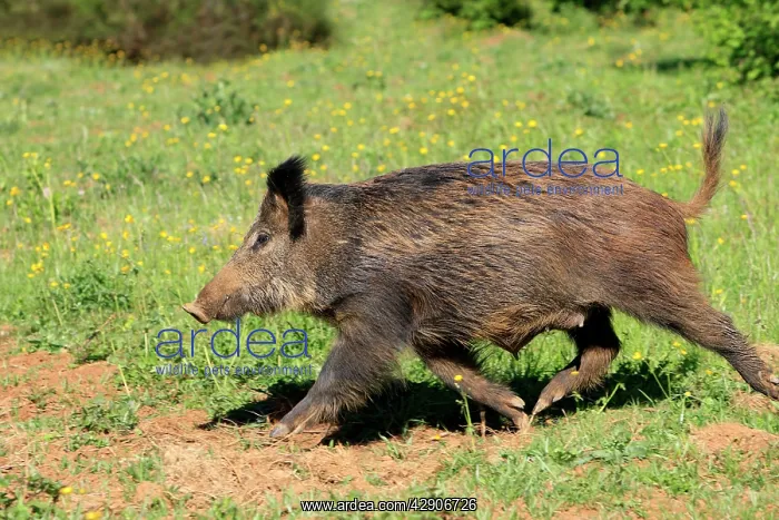 : Wild Boar. (Sus scrofa). Haute Saone - France : Wild Boar. (Sus scrofa). Haute Saone - France