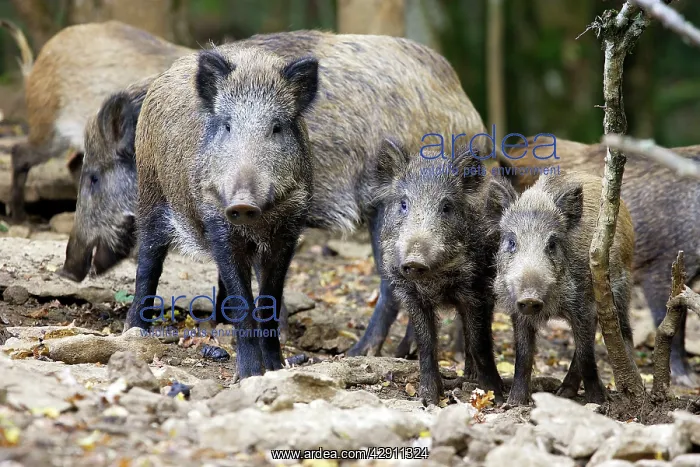 : Wild boar (Sus scrofa). France