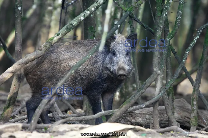  : Wild boar (Sus scrofa). France