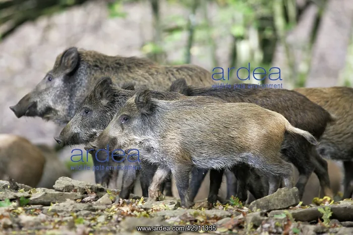  : Wild boar. France