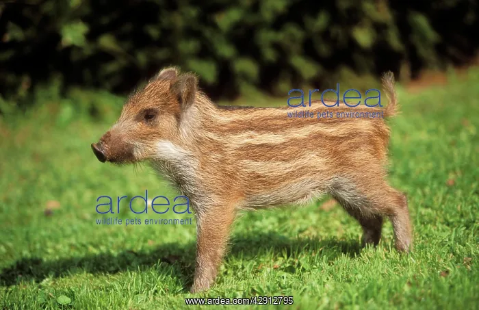 : Wild BOAR (Sus scrofa). Adopted piglet in garden : Wild BOAR (Sus scrofa). Adopted piglet in garden